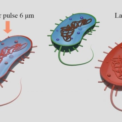 Физики ФИАН «сварили» бактерии лазером